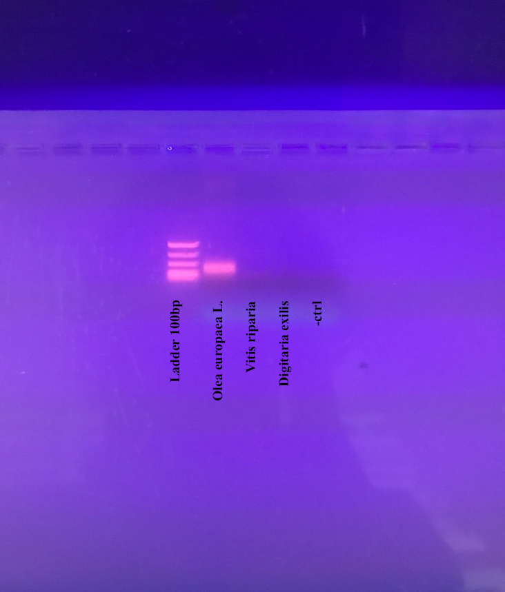 Validating the biomarker by comparing Olea europaea to Vitis riparia and Digitaria exilis.